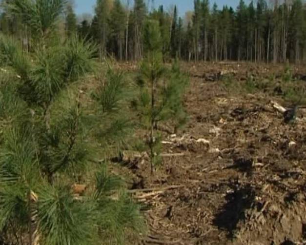 В Брянской области на сохранение лесов потратили 145 миллионов рублей