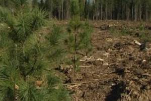 В Брянской области на сохранение лесов потратили 145 миллионов рублей