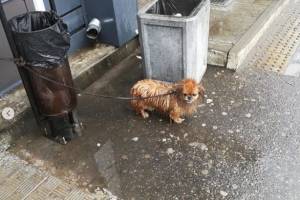 В Брянске старого пекинеса привязали к мусорке у «Магнита» и бросили под дождем 