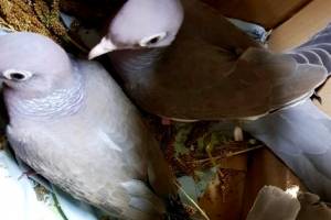 Молдованин пытался провезти через Брянск 4 живых голубя