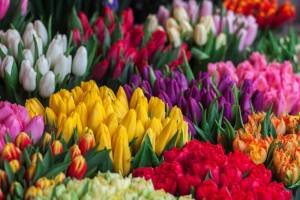 В Брянске 3 марта откроются ярмарки живых цветов
