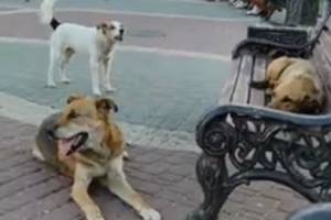 В Клинцах собаки отобрали у горожан площадь перед ТЦ «Европейский»