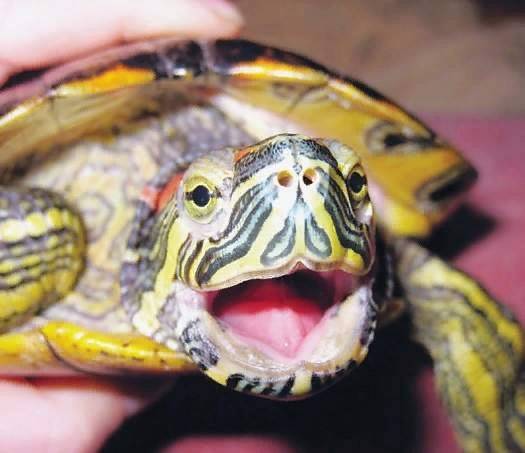 В Брянске на улице Малыгина нашли красноухую черепаху