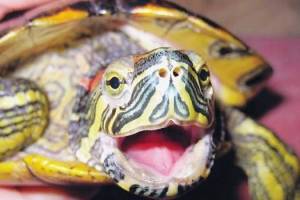 В Брянске на улице Малыгина нашли красноухую черепаху