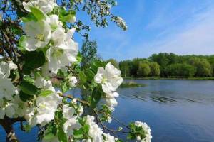 В Брянской области 20 мая ожидается 20 градусов тепла