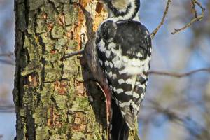 В Брянской области насчитали 63 вида зимующих птиц