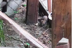 В Брянске посетителей парка напугала большая крыса