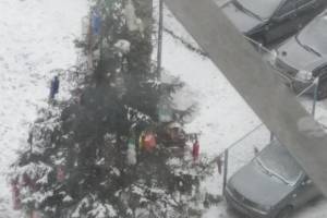 В Брянске в микрорайоне Отрадное новогоднюю елку спрятали за забором