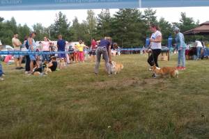 В Брянске прошла выставка всех пород собак «Деснянское лето»