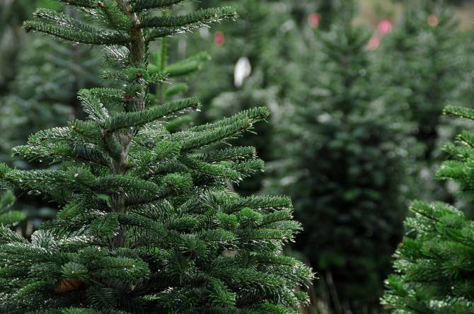 Из Брянщины в другие регионы России отправили более 12,5 тысяч елок и сосен