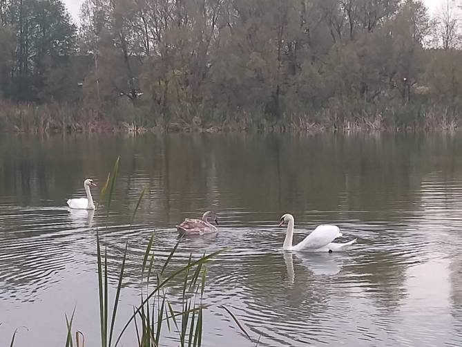На озере в дятьковском поселке Любохна поселилась семья лебедей