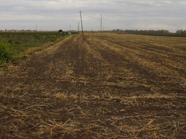 В Брянской области уничтожили почти 9 гектаров зараженной земляники
