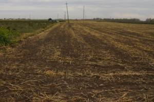 В Брянской области уничтожили почти 9 гектаров зараженной земляники