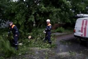 В Брянске за сутки ветер повалил 4 дерева